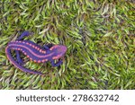 Salamander