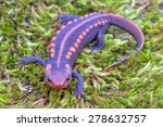 Salamander
