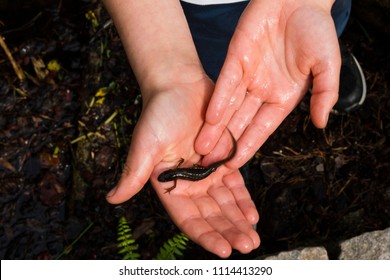 Salamander 