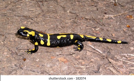 Salamander