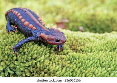 Salamander