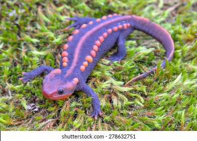 Durga (Salamander) Salamander-260nw-278632751