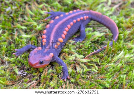 Salamander