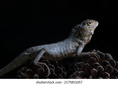 Salamander Amphibian Tail Scientific Name Leiolepis Stock Photo