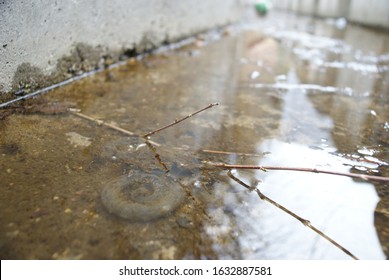 Salamander Eggs In The Stream