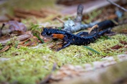 Salamander In Great Smoky Mountains National Park