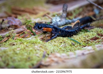 Salamander In Great Smoky Mountains National Park