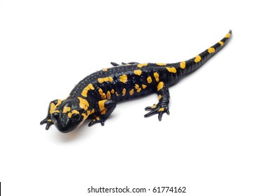 Salamander Isolated