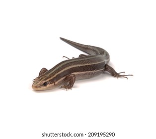 A Salamander Isolated On A White Background.