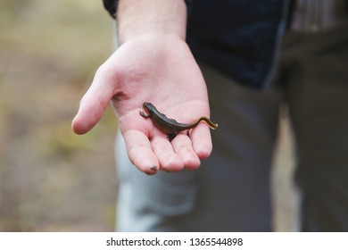 Salamander On Hand