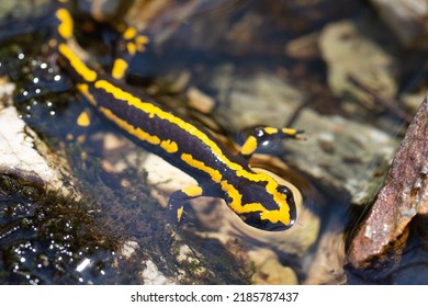 salamander swimming seen from above. Biodiversity and habitat conservation of amphibians. Problems for amphibians due to climate change