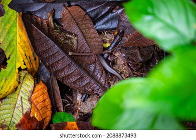 Salamander Tail In The Leaves  On The Rainforest Floor 