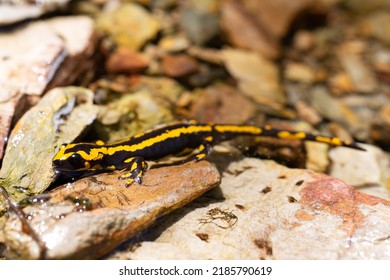 salamander in the water on stones. Biodiversity and habitat conservation of amphibians. Problems for amphibians due to climate change