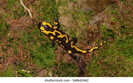 Salamander In The Woods 