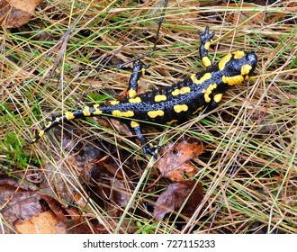 Salamandra Salamandra