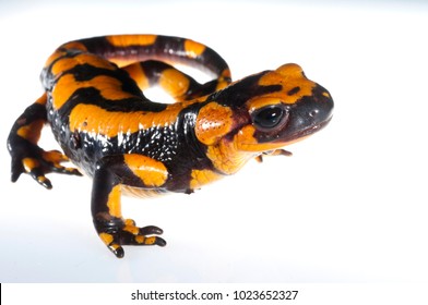 Salamandra salamandra (fire salamander)