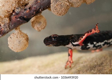 Salamandrina Perspicillata (northern Spectacled Salamander) With Eggs