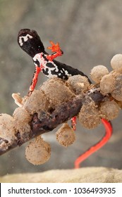 Salamandrina Perspicillata (northern Spectacled Salamander) With Eggs