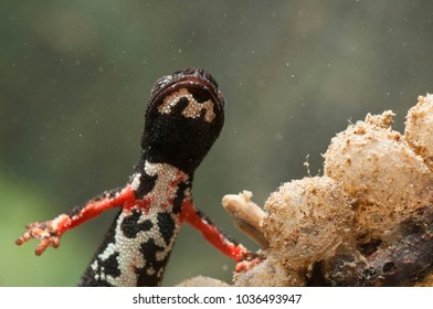 Salamandrina Perspicillata (northern Spectacled Salamander) With Eggs