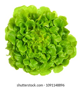 Salanova Green Oak Leaf Lettuce From Above. One Cut Ready, Loose Leaf Lettuce, Linear, Lobed And Loosely Serrated. A Lactuca Sativa Variety. Isolated Food Photo Close Up On White Background.