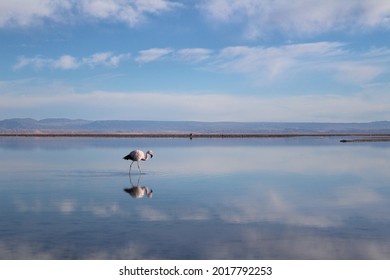 Salar De Atacama, Atacama Desert