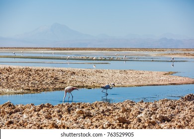 Salar De Atacama Laguna Chaxa