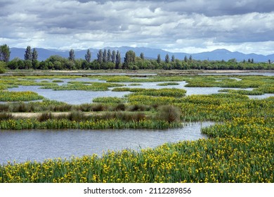 Salburua wetland with flowering plants in spring near Vitoria city.