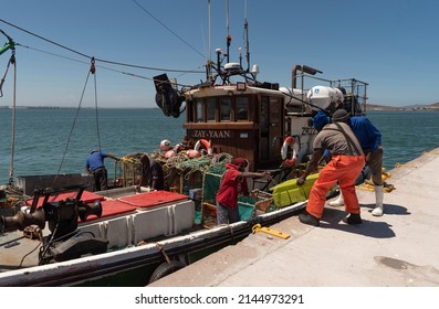 Saldanha Bay, West Coast, South Africa. 2022. Fishing boat alongside in Saldanha with crew unloading the catch of lobsters.
