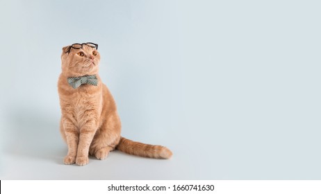 Sale, advertisment, discount creative concept. Suprised cat in bow tie wearing glasses on his head sitting on blue background and looking at free copy space for text.