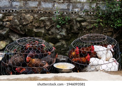 Sale of chickens and ducks in Asia, market