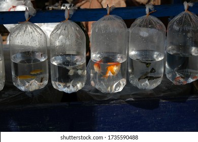 Sale Of Live Freshwater Fish For Aquariums, Goldfish (Carassius Auratus) Is A Freshwater Fish In The Family Cyprinidae Of Order Cypriniformes.