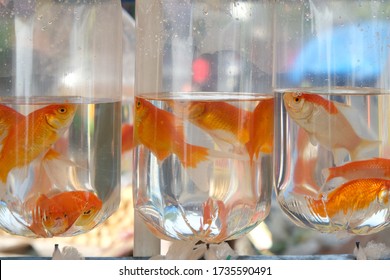 Sale Of Live Freshwater Fish For Aquariums, Goldfish (Carassius Auratus) Is A Freshwater Fish In The Family Cyprinidae Of Order Cypriniformes.