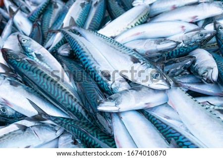 sale at the port fish market of freshly caught mackerel in their boxes, Scomber scombrus
