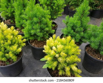 Sale of seedlings, coniferous bushes and trees in pots. Planting season in the garden. Plants and seedlings in a gardening store