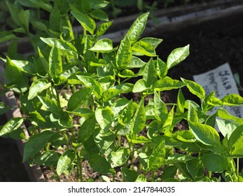 Sale Of Sweet Pepper Seedlings At A Village Fair