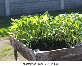 Sale Of Sweet Pepper Seedlings At A Village Fair