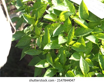 Sale Of Sweet Pepper Seedlings At A Village Fair