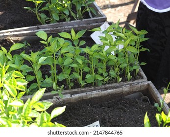 Sale Of Sweet Pepper Seedlings At A Village Fair