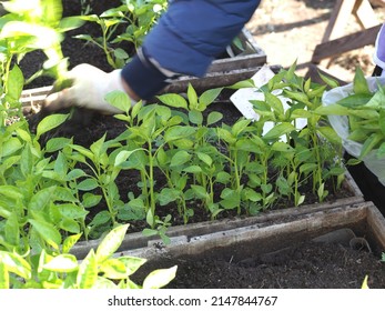 Sale Of Sweet Pepper Seedlings At A Village Fair