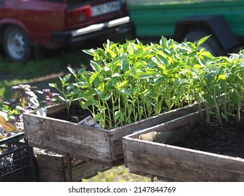 Sale Of Sweet Pepper Seedlings At A Village Fair