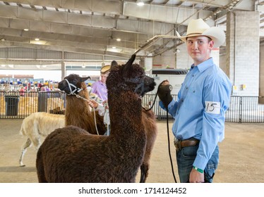 Salem, Oregon / USA - July 12, 2019: An alpaca and its male handler in the show arena at the Marion County Fair 

