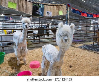 Salem, Oregon / USA - July 12, 2019: A Pair Of Alpacas In A Show Pen At The Marion County Fair, With Additional Alpacas And Pens In The Background 
