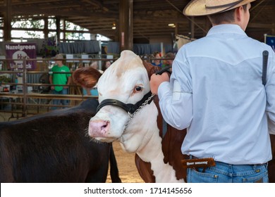 Salem, Oregon / USA - July 12, 2019:  A And Its Male Handler In The Show Arena At The Marion County Fair With Spectators In The Background
