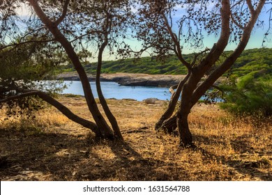 Salento Coast: View Of The Regional Natural Park Porto Selvaggio And Palude Del Capitano In Puglia (Italy) Near Nardò Town: The Coast Is Rocky And Jagged, With Pine Forests And Mediterranean Scrub. 