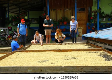 SALENTO, COLOMBIA - 2 May 2019. A Guide Is Explaining Coffee Production Processes To A Group Of People In A Coffee Plantation In Salento.  