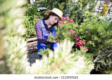 A Saleswoman Checks Out Freshly Imported Conifers. Garden Store.