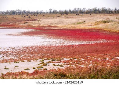 Salicornia. Common Glasswort Close Up On A Salt Lake.