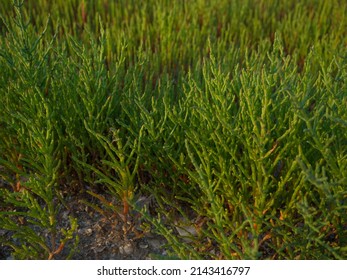 Salicornia plants at the seashore. Salicornia edible plants growing in salt marshes, beaches, and mangroves, named also glasswort, marsh samphire, samphire greens or sea asparagus.