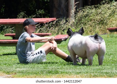 Salinas, California - June 29, 2019: A Boy And His Pig Play In A Local Park After Taking A Walk. 4H Club.