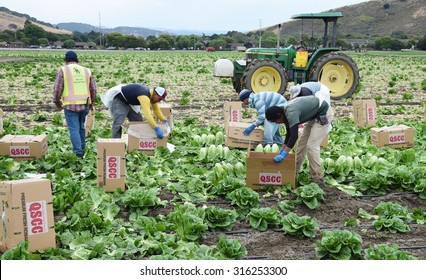 Salinas, California - USA; July 1, 2015: Agricultural Seasonal Immigrant (migrant) Field (farm) Workers Harvest And Package (box) Romaine Lettuce In The Fields Of Salinas Valley Of Central California.